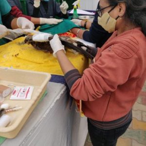 Save Birds Campaign
